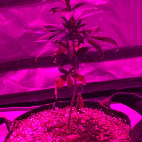 Rudeboi 10 Gal growlog timeline photo