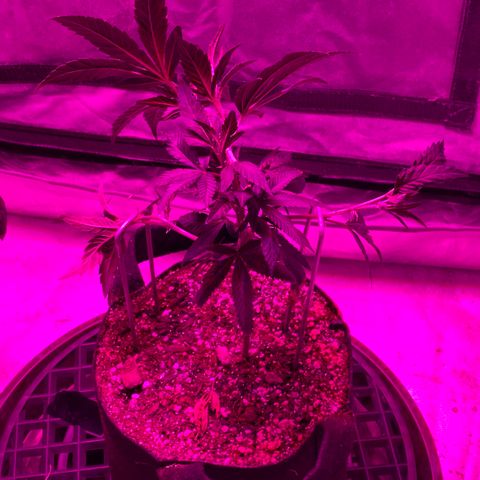 Rudeboi 10 Gal growlog timeline photo