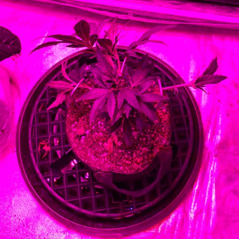 Rudeboi 10 Gal growlog timeline photo