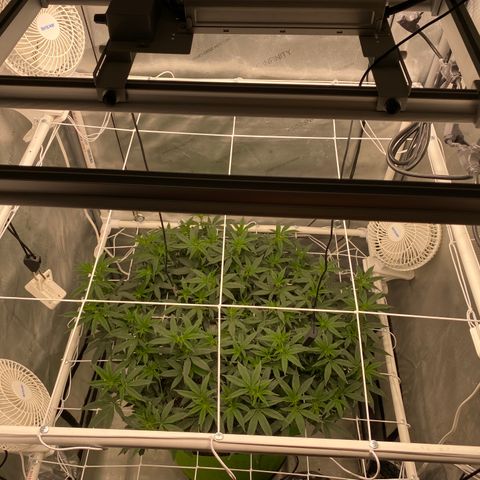 Rudeboi 10 Gal growlog timeline photo