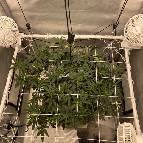 Rudeboi 10 Gal growlog timeline photo