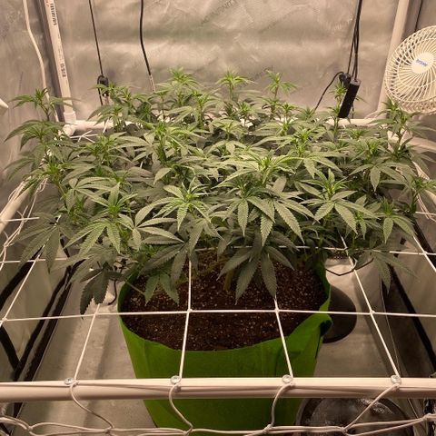 Rudeboi 10 Gal growlog timeline photo