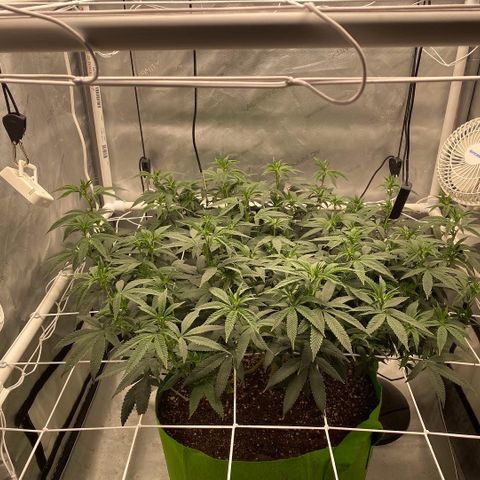 Rudeboi 10 Gal growlog timeline photo