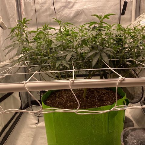 Rudeboi 10 Gal growlog timeline photo