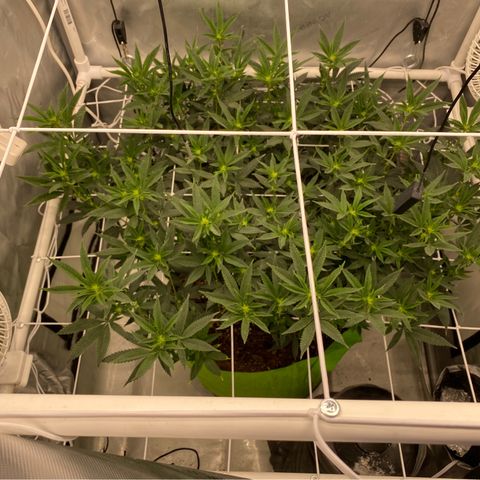 Rudeboi 10 Gal growlog timeline photo