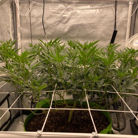 Rudeboi 10 Gal growlog timeline photo