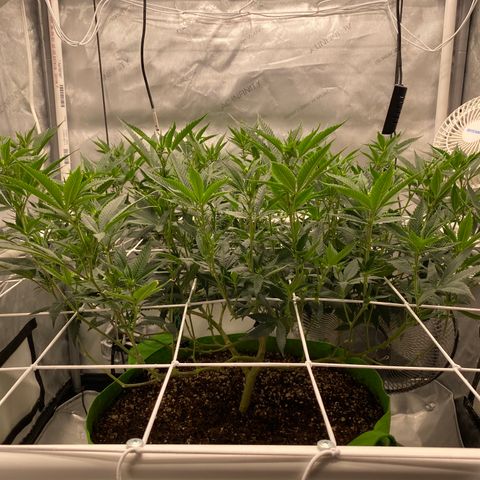 Rudeboi 10 Gal growlog timeline photo