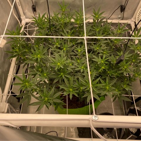 Rudeboi 10 Gal growlog timeline photo