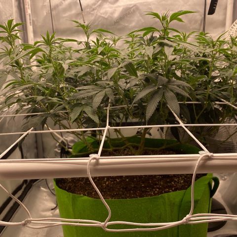 Rudeboi 10 Gal growlog timeline photo