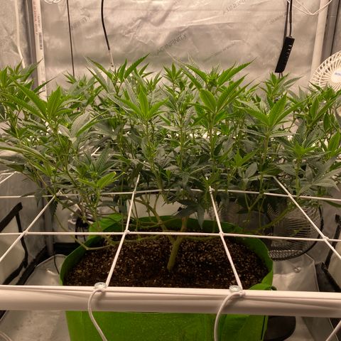 Rudeboi 10 Gal growlog timeline photo