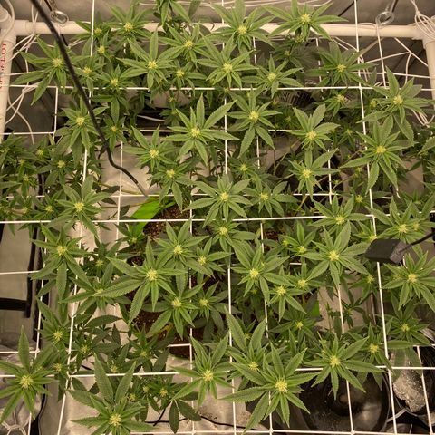Rudeboi 10 Gal growlog timeline photo