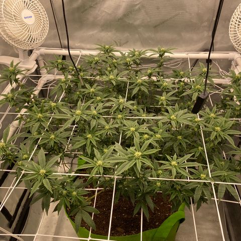Rudeboi 10 Gal growlog timeline photo