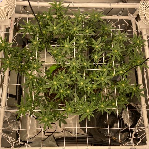 Rudeboi 10 Gal growlog timeline photo