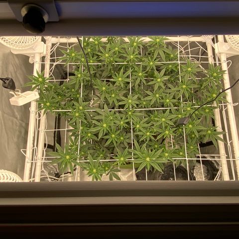 Rudeboi 10 Gal growlog timeline photo