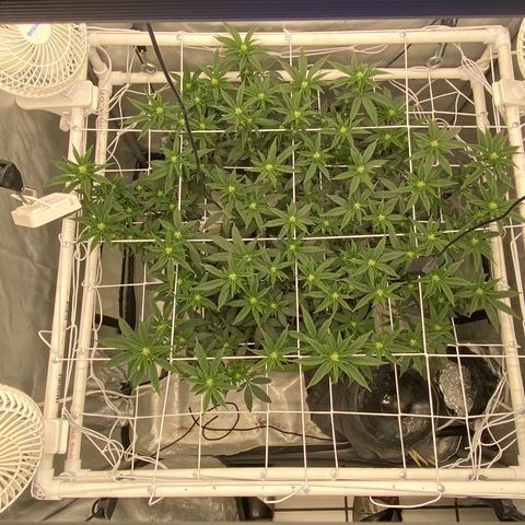 Rudeboi 10 Gal growlog timeline photo