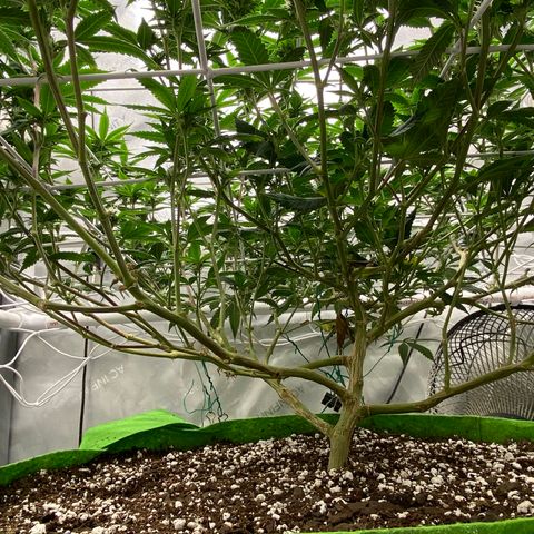 Rudeboi 10 Gal growlog timeline photo