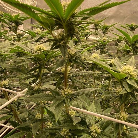 Rudeboi 10 Gal growlog timeline photo