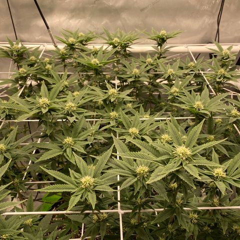 Rudeboi 10 Gal growlog timeline photo