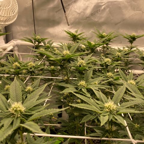 Rudeboi 10 Gal growlog timeline photo