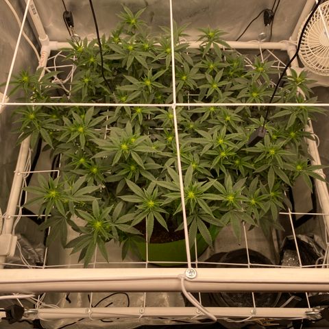 Rudeboi 10 Gal growlog timeline photo