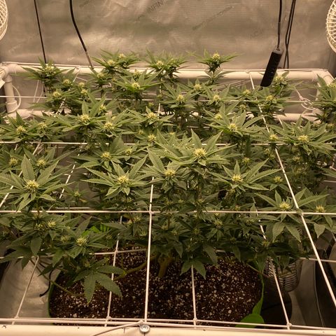 Rudeboi 10 Gal growlog timeline photo