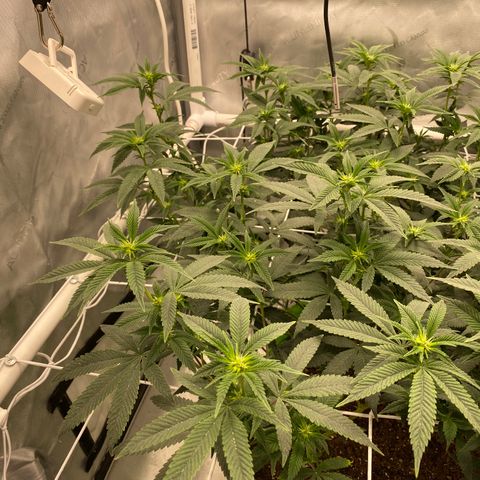 Rudeboi 10 Gal growlog timeline photo
