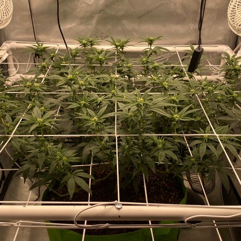 Rudeboi 10 Gal growlog timeline photo