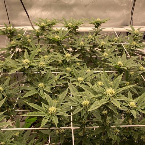 Rudeboi 10 Gal growlog timeline photo