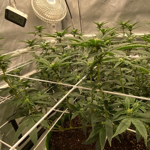 Rudeboi 10 Gal growlog timeline photo