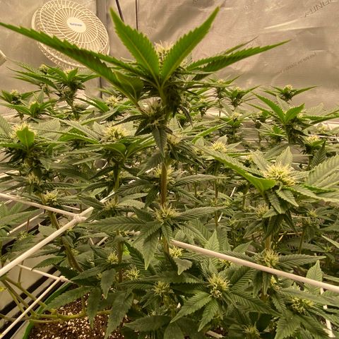 Rudeboi 10 Gal growlog timeline photo