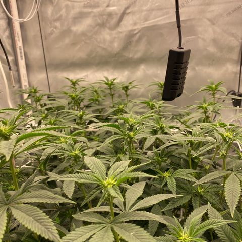 Rudeboi 10 Gal growlog timeline photo