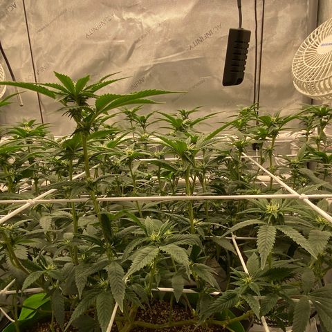 Rudeboi 10 Gal growlog timeline photo