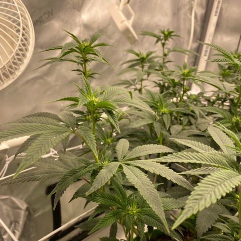 Rudeboi 10 Gal growlog timeline photo