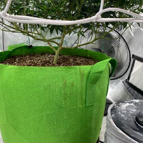 Rudeboi 10 Gal growlog timeline photo
