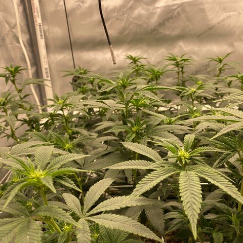 Rudeboi 10 Gal growlog timeline photo
