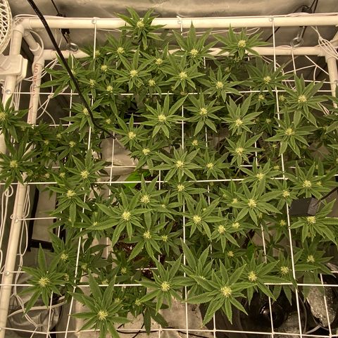 Rudeboi 10 Gal growlog timeline photo