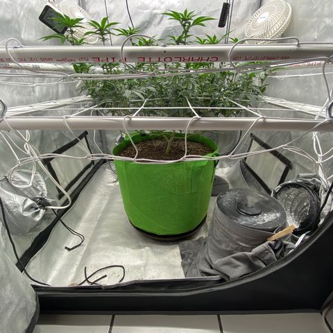Rudeboi 10 Gal growlog timeline photo
