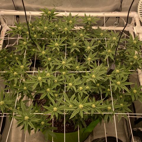 Rudeboi 10 Gal growlog timeline photo