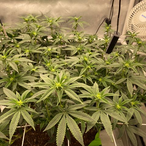Rudeboi 10 Gal growlog timeline photo