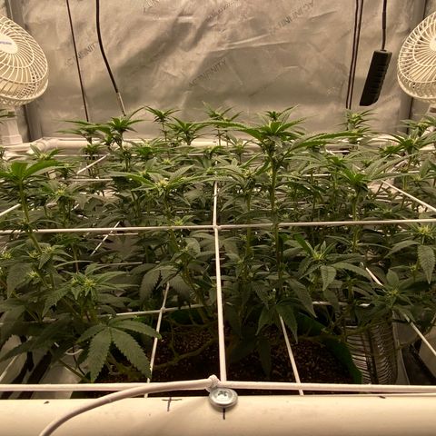 Rudeboi 10 Gal growlog timeline photo