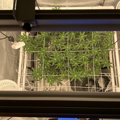 Rudeboi 10 Gal growlog timeline photo