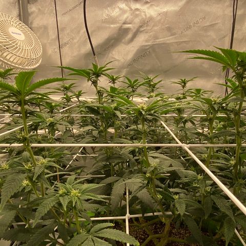 Rudeboi 10 Gal growlog timeline photo