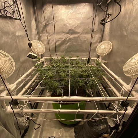 Rudeboi 10 Gal growlog timeline photo
