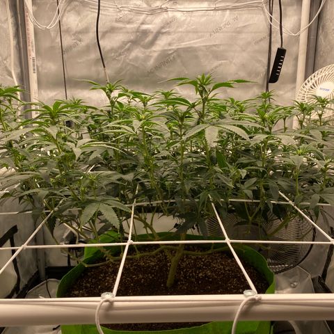 Rudeboi 10 Gal growlog timeline photo
