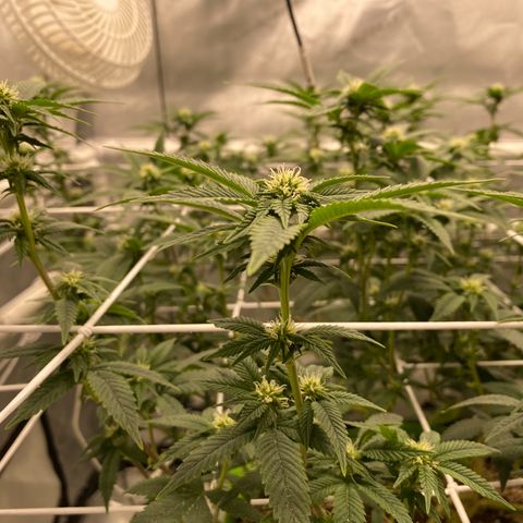 Rudeboi 10 Gal growlog timeline photo
