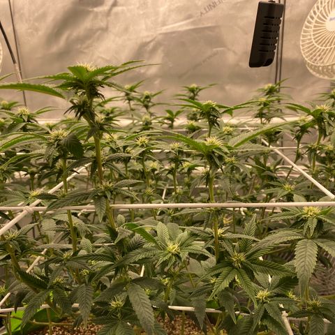Rudeboi 10 Gal growlog timeline photo