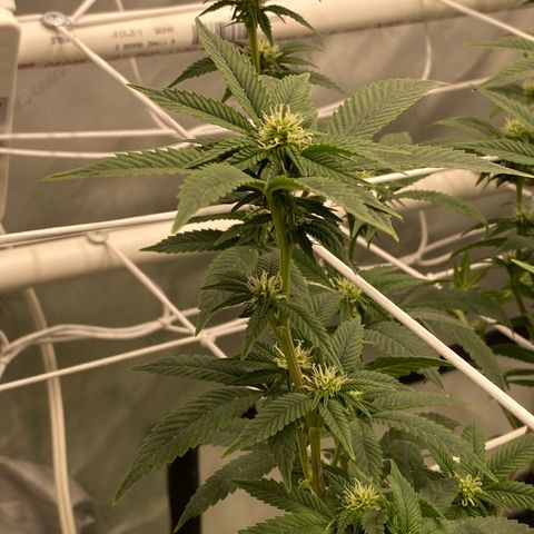 Rudeboi 10 Gal growlog timeline photo
