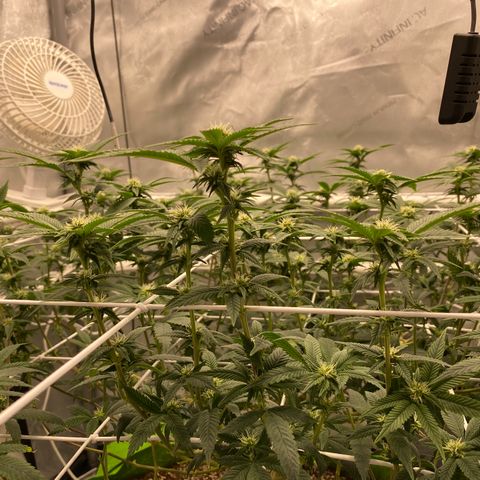 Rudeboi 10 Gal growlog timeline photo