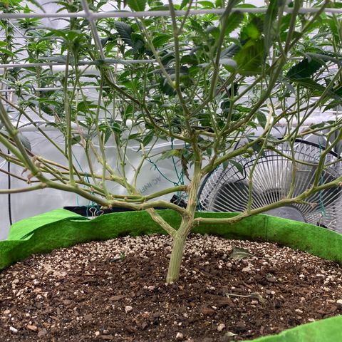 Rudeboi 10 Gal growlog timeline photo