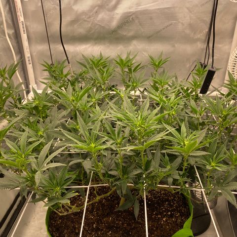 Rudeboi 10 Gal growlog timeline photo